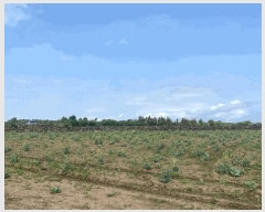  2025Ÿ��1255 ���� �������� ������ ������ 1551-1      ����(��1)���