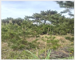  2025Ÿ��1283 ���� ���ֽ� �ֿ��� �ֿ��� 2525-2      ����(��1)���