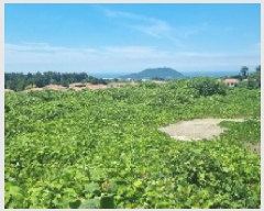  2025Ÿ��1484 ���� ���ֽ� ������ 1600-3       ����(�Ӿ�)���