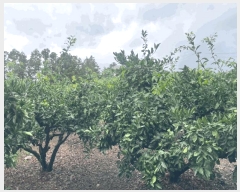  2025Ÿ��1496 ���� ���ֽ� ��õ�� ���̸� 1997      ����(������)���