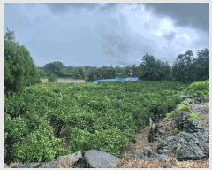  2025Ÿ��1496 ���� ���ֽ� ��õ�� ���̸� 1997      ����(������)���