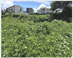  2025Ÿ��1502 ���� ���ֽ� �ֿ��� �����ϸ� 1965-1      ����(������)���