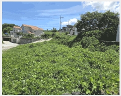  2025Ÿ��1502 ���� ���ֽ� �ֿ��� �����ϸ� 1965-1      ����(������)���