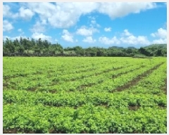  2025Ÿ��1509 ���� ���ֽ� ������ �۴縮 91      ����(��1)���