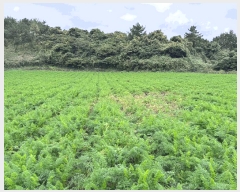  2025Ÿ��1806 ���� ���ֽ� ������ �۴縮 1107-8      ����(�Ӿ�)���