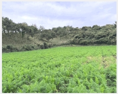  2025Ÿ��1806 ���� ���ֽ� ������ �۴縮 1107-8      ����(�Ӿ�)���