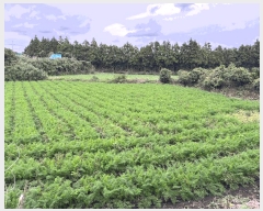  2025Ÿ��1806 ���� ���ֽ� ������ �۴縮 1107-8      ����(�Ӿ�)���