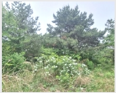  2025Ÿ7974  ֽ  ȭ 3597      (Ӿ)