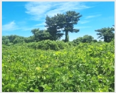  2025Ÿ8189  ֽ õ Դ 1991-6      (Ӿ)