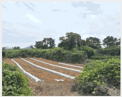  2025Ÿ8189  ֽ õ Դ 1991-6      (Ӿ)