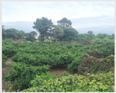  2025Ÿ��8230 ���� �������� ������ ������ 1240-2      ����(�Ӿ�)���