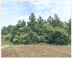  2025Ÿ��8237  �Ӿ߰��