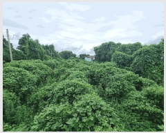  2025Ÿ��8495 ���� �������� �ȴ��� ������ 2462-6      ����(������)���