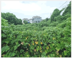  2025Ÿ��8495 ���� �������� �ȴ��� ������ 2462-6      ����(������)���