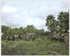  2025Ÿ��8875 ���� �������� ������ ������ 774-9      ����(��1)���