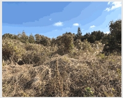  2025Ÿ��9155 ���� ���ֽ� ȸõ�� 1784-2       ����(�Ӿ�)���