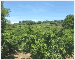  2025Ÿ��1143 ���� ���ֽ� �ֿ��� ������ 1453-4      ���ð��