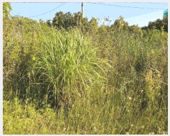  2025Ÿ��1199  ���������