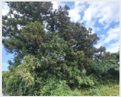  2025Ÿ��1199  ���������