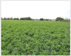  2025Ÿ��1266 ���� �������� ������ ��� 2707      ����(������)���