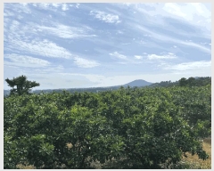  2025Ÿ��1334  ���������