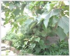  2025Ÿ��1354 ���� ���ֽ� �ﵵ�̵� 242-3       ���ð��