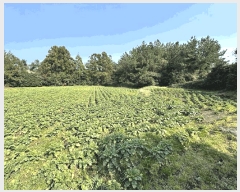  2025Ÿ7523     1516      ()