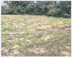  2025Ÿ7523     1516      ()