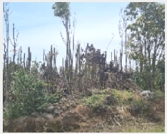  2025Ÿ��7703 ���� �������� ������ ���긮 3981      ����(�������)���