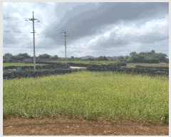  2025Ÿ��8524 ���� ���ֽ� �Ѹ��� ���ɸ� 1118      ����(��1)���