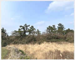  2025Ÿ��121  �Ӿ߰��