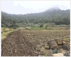  2025Ÿ��1145 ���� �������� �ȴ��� ��踮 3109      ����(��1)���