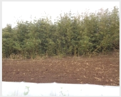  2025Ÿ��1169  �����