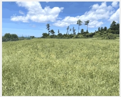  2025Ÿ��1438 ���� ���ֽ� �Ѹ��� ��븮 1611      ����(��1)���