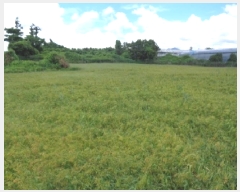  2025Ÿ��1438 ���� ���ֽ� �Ѹ��� ��븮 1611      ����(��1)���