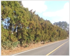  2025Ÿ6099  ֽ ֿ 󰡸 1535-1      ()