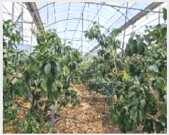  2025Ÿ7525   ȿ 786       ()