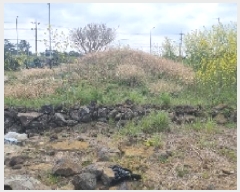  2025Ÿ973  ֽ   290      (1)