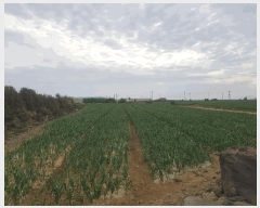  2025Ÿ983    ŵ 2960      ()