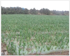  2025Ÿ983    ŵ 2960      ()