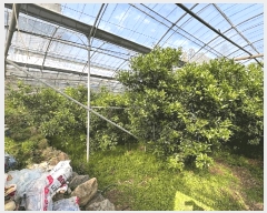  2025Ÿ��1170 ���� �������� �󿹵� 1730       ����(������)���