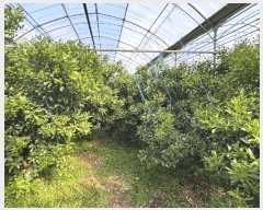  2025Ÿ��1170 ���� �������� �󿹵� 1730       ����(������)���