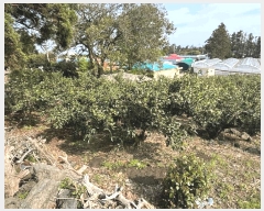  2025Ÿ��1170 ���� �������� �󿹵� 1730       ����(������)���