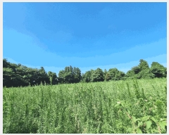  2025Ÿ��1475  ���������