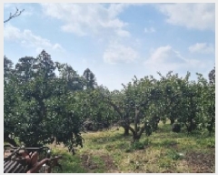  2025Ÿ��6884  ���������