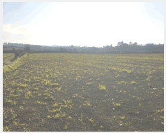  2025Ÿ7564  ֽ  ȭ 2384      (Ӿ)