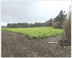  2025Ÿ��7886 ���� �������� �ȴ��� ������ 496      ����(��1)���