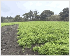  2025Ÿ��7886 ���� �������� �ȴ��� ������ 496      ����(��1)���