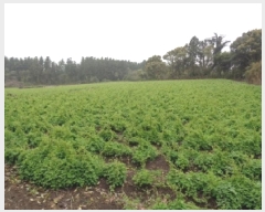  2025Ÿ��7886 ���� �������� �ȴ��� ������ 496      ����(��1)���