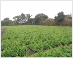  2025Ÿ��7886 ���� �������� �ȴ��� ������ 496      ����(��1)���